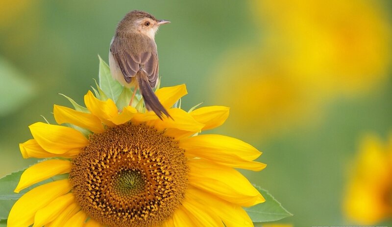 Small Bird on Sunflower — Yellow, Serene, Afternoon