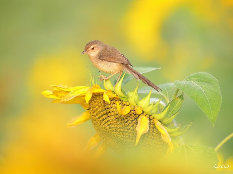 Small Bird on Sunflower — Yellow, Serene
