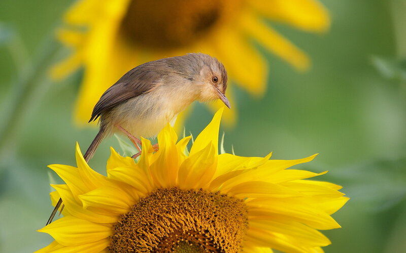 Small Bird on Sunflower — Yellow