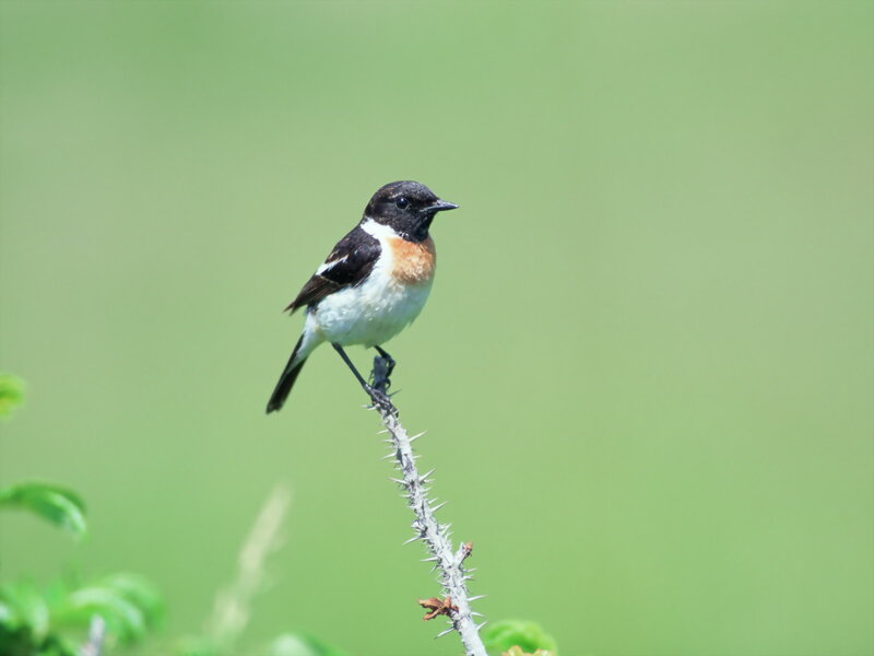 Small Bird on Thorny Branch