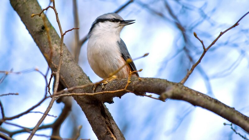 Small Bird on Tree Branch