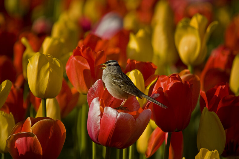 Small Bird on Tulip