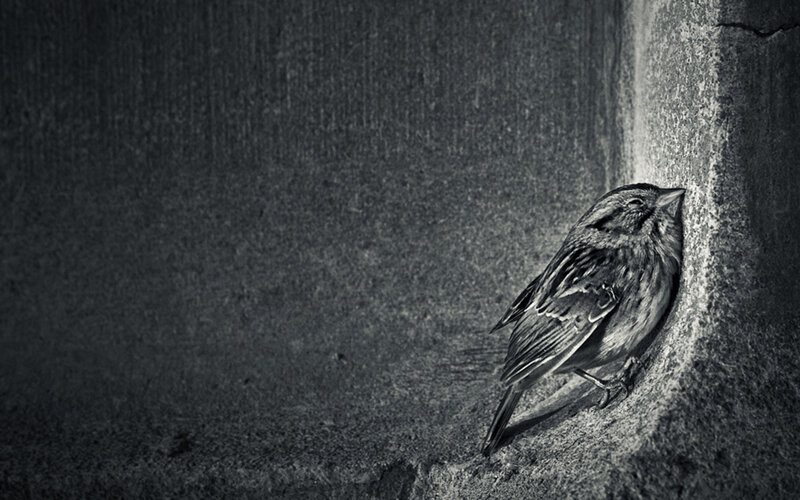 Small Bird on Wall