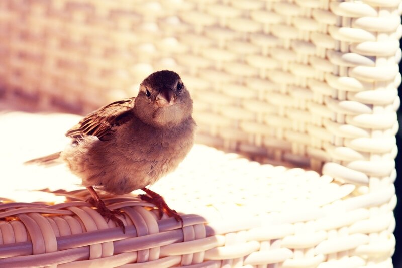 Small Bird on Wicker