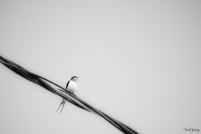 Small Bird on Wire — Black