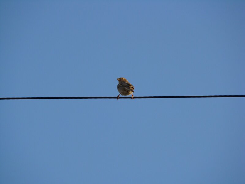Small Bird on Wire — Blue