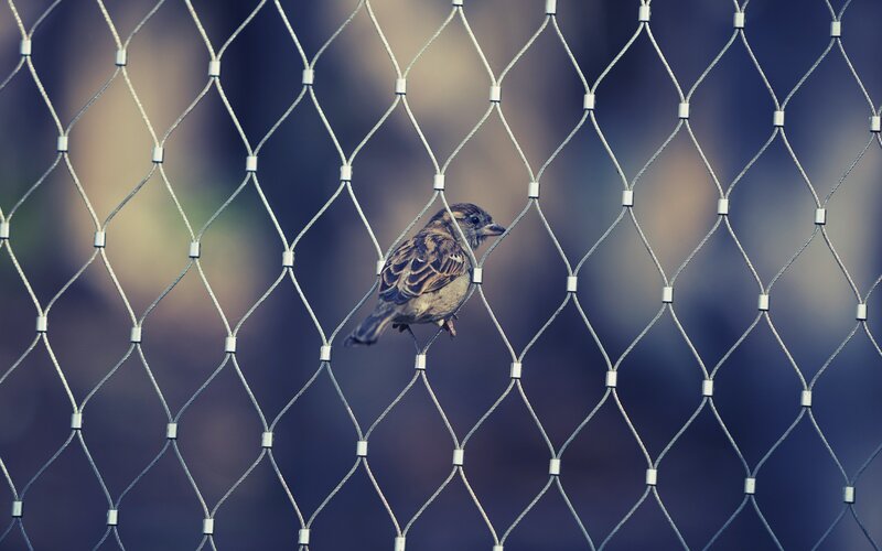 Small Bird on Wire Fence