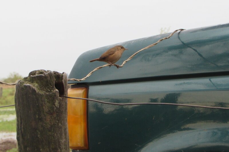 Small Bird on Wire