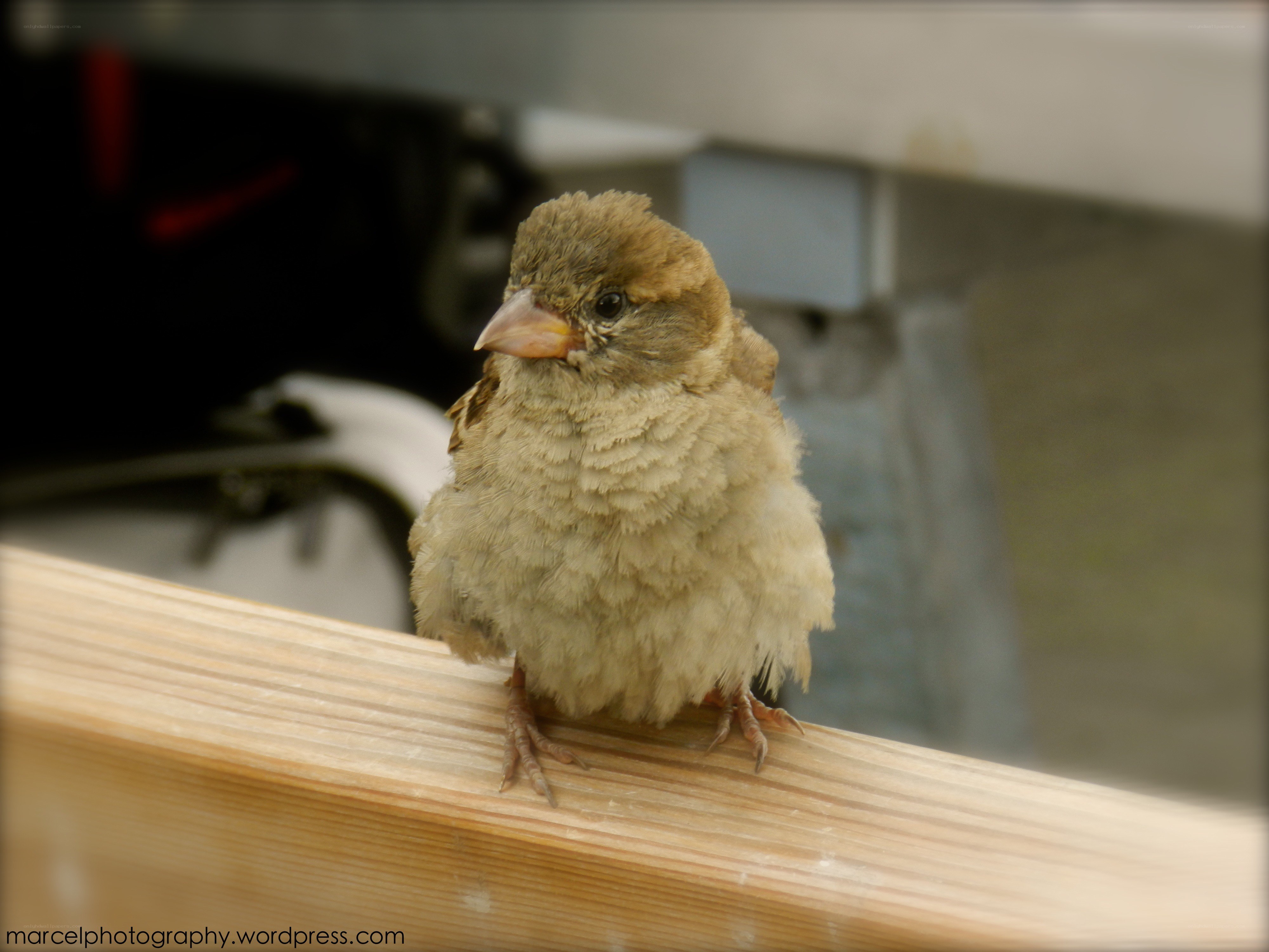 small bird on wooden beam