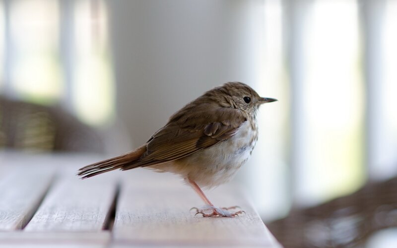 small bird on wooden surface