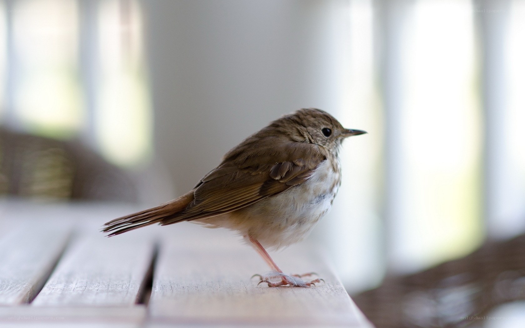 small bird on wooden surface