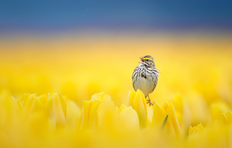 Small Bird on Yellow Flowers — Serene, Spring