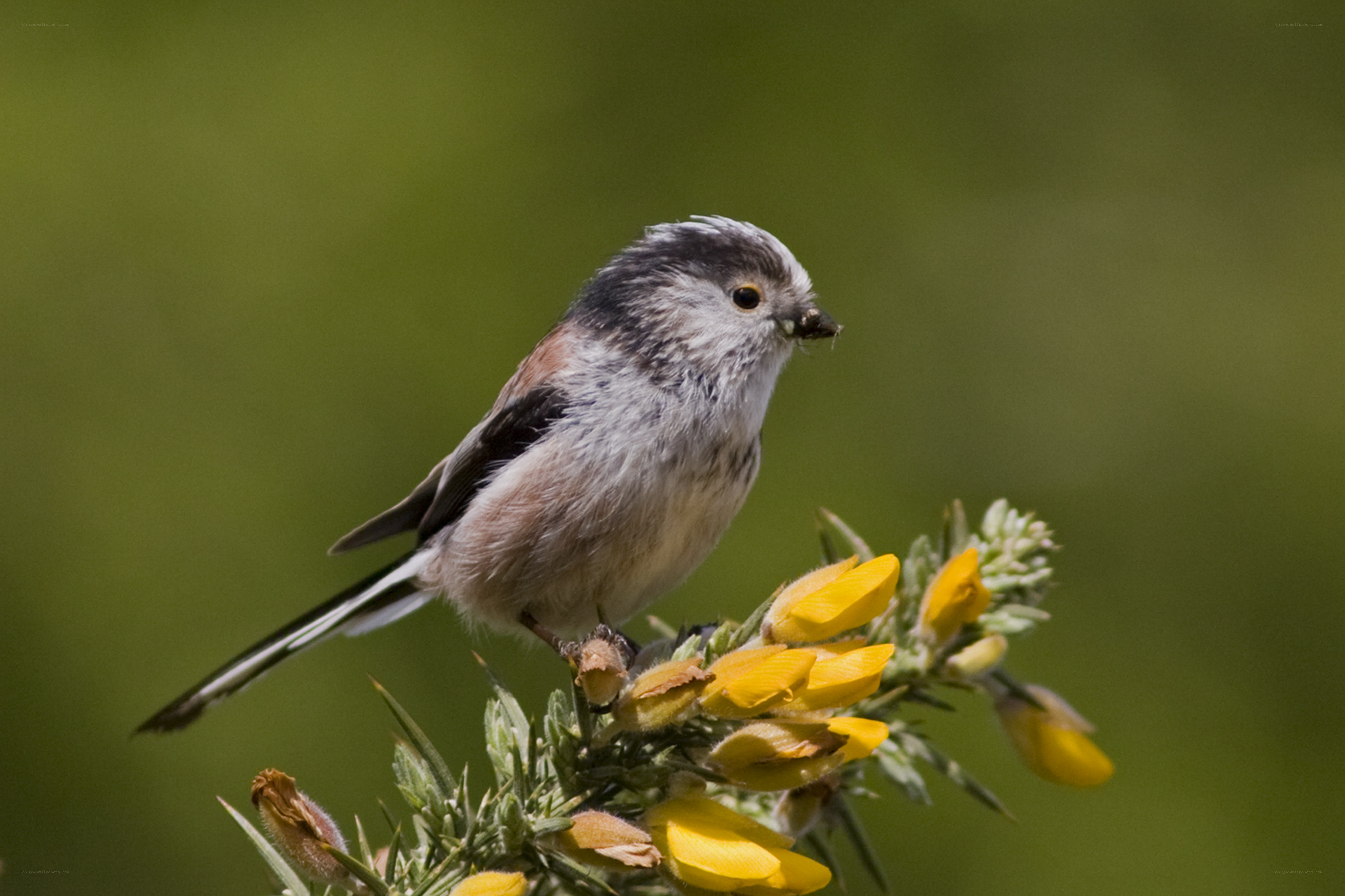 Small bird on yellow flowers