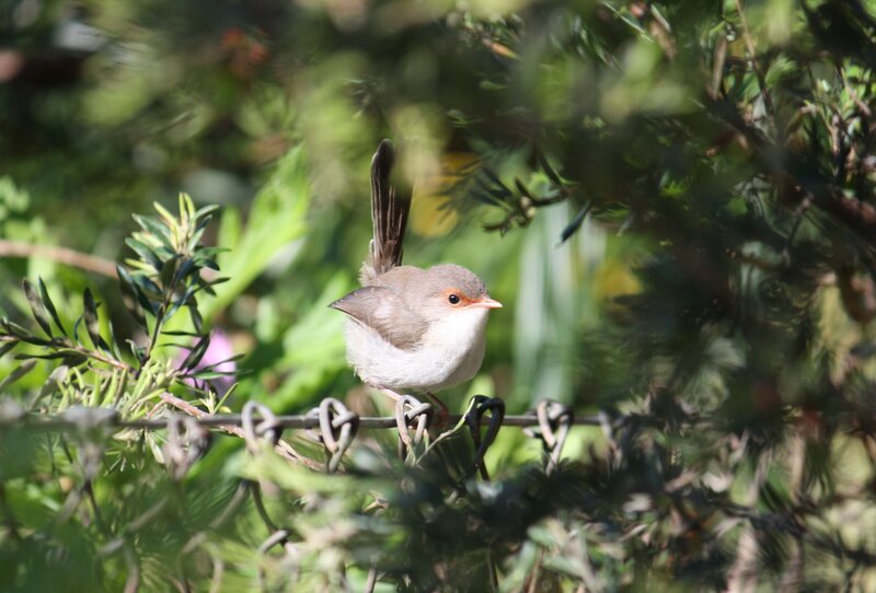 Small bird perched on wire
