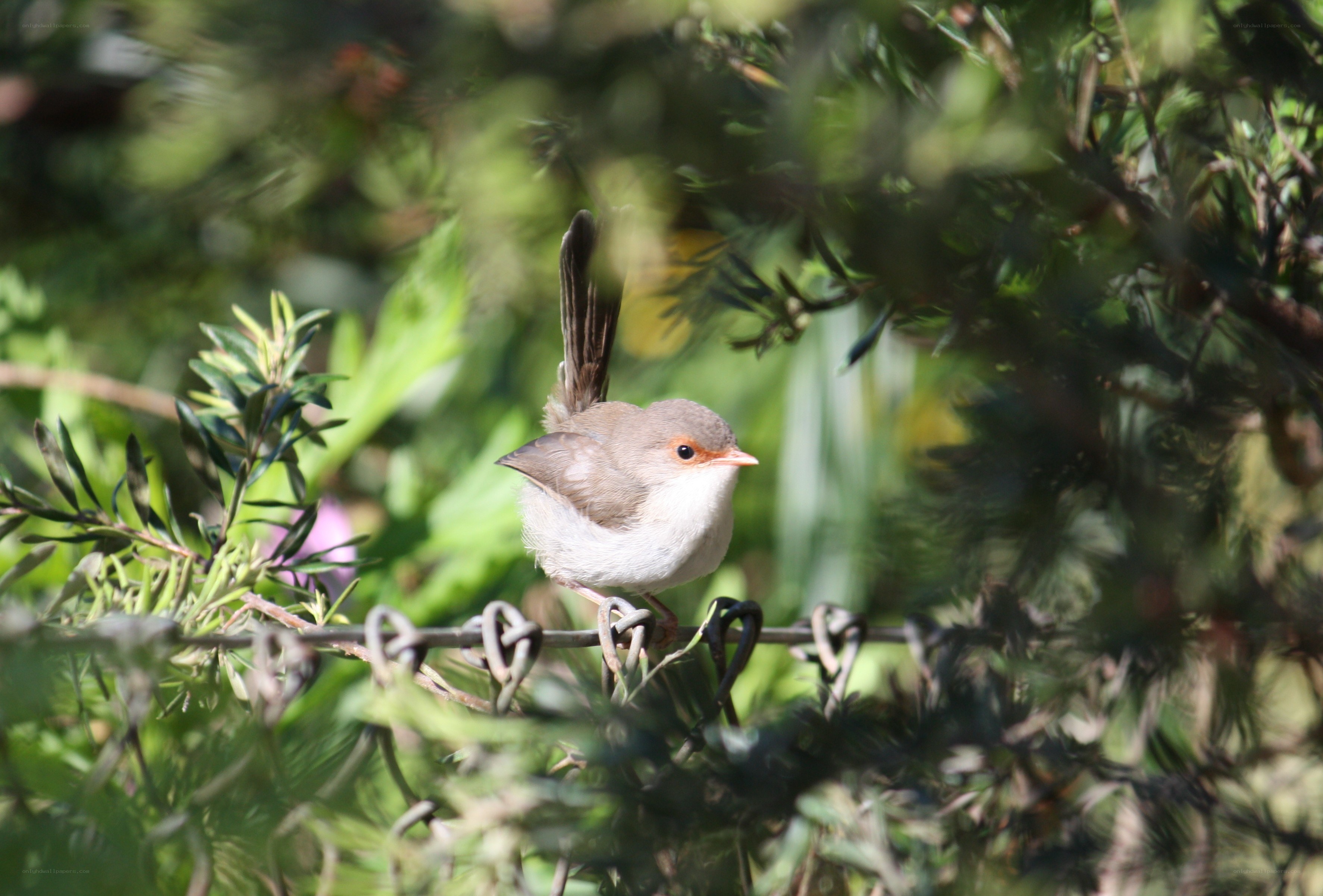 Small bird perched on wire