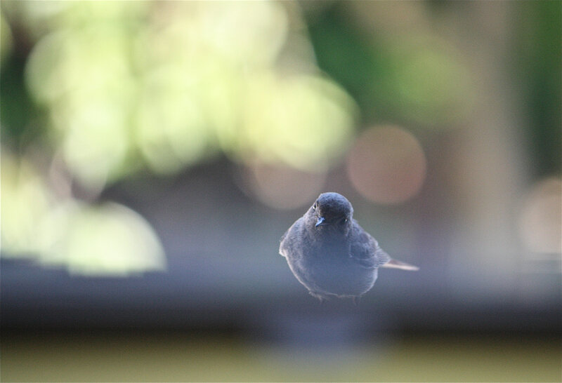 Small Bird Perched