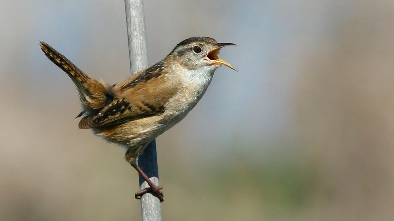 small bird singing on a perch