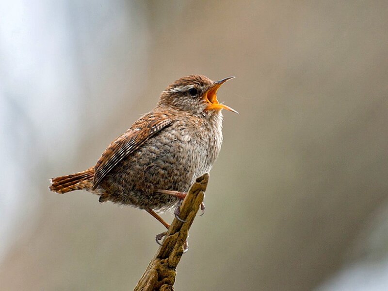 small bird singing on branch
