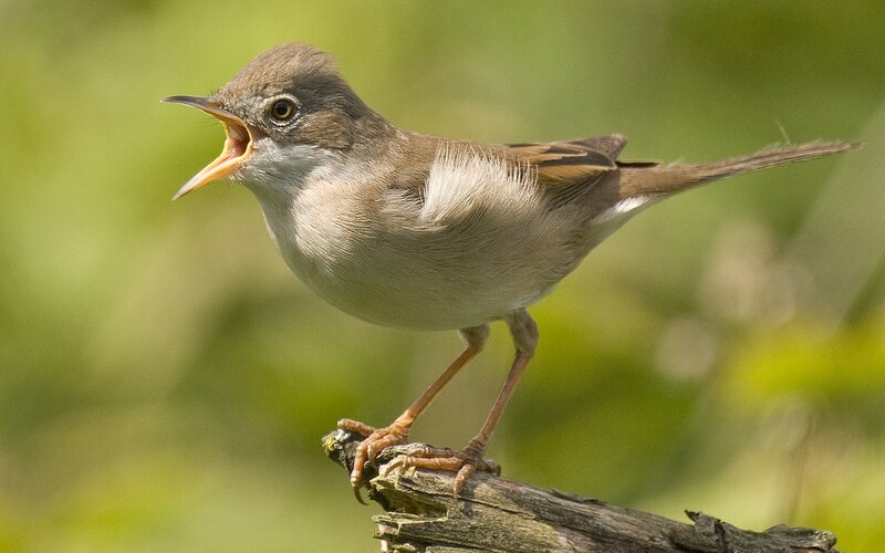 Small Bird Singing