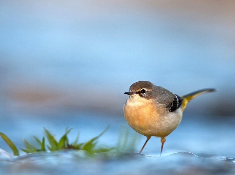 Small Bird Standing in Water