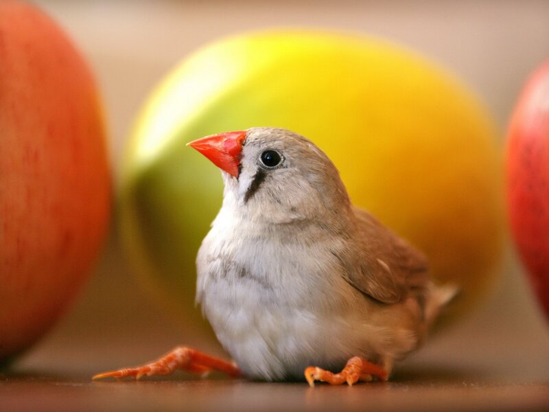 Small bird with red beak