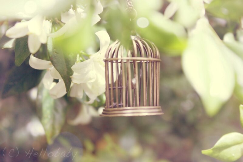 Small Birdcage on Branch