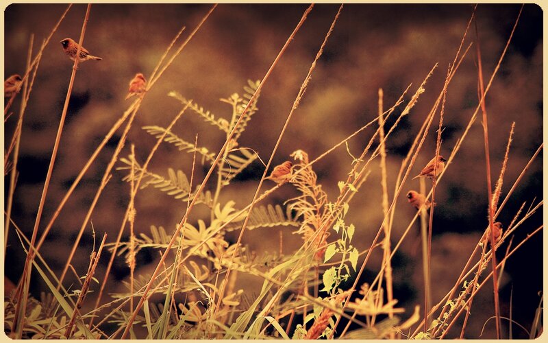 Small Birds on Grass