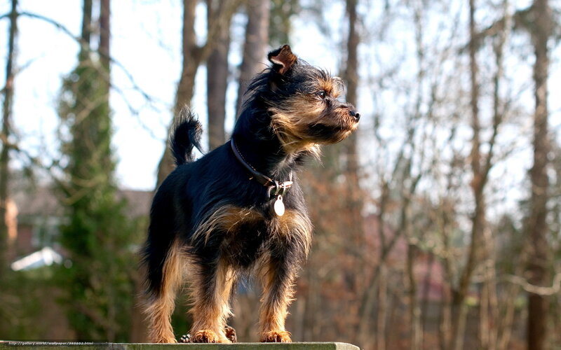 Small Black and Tan Dog — Calm, Afternoon