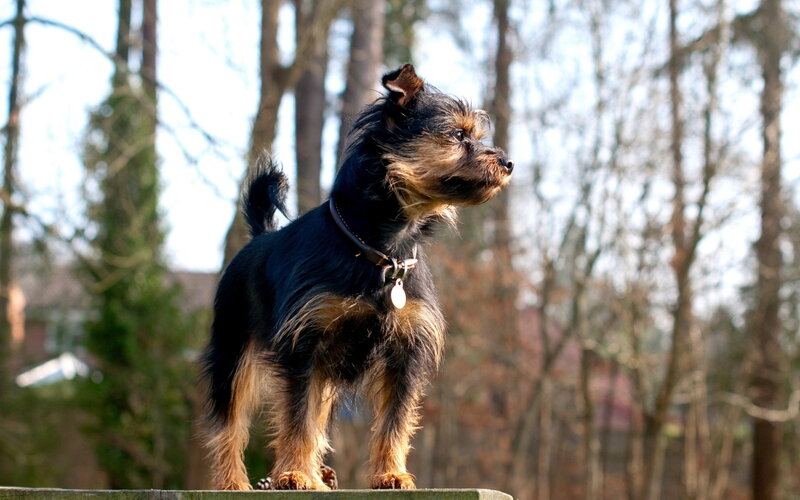 Small Black and Tan Dog — Calm