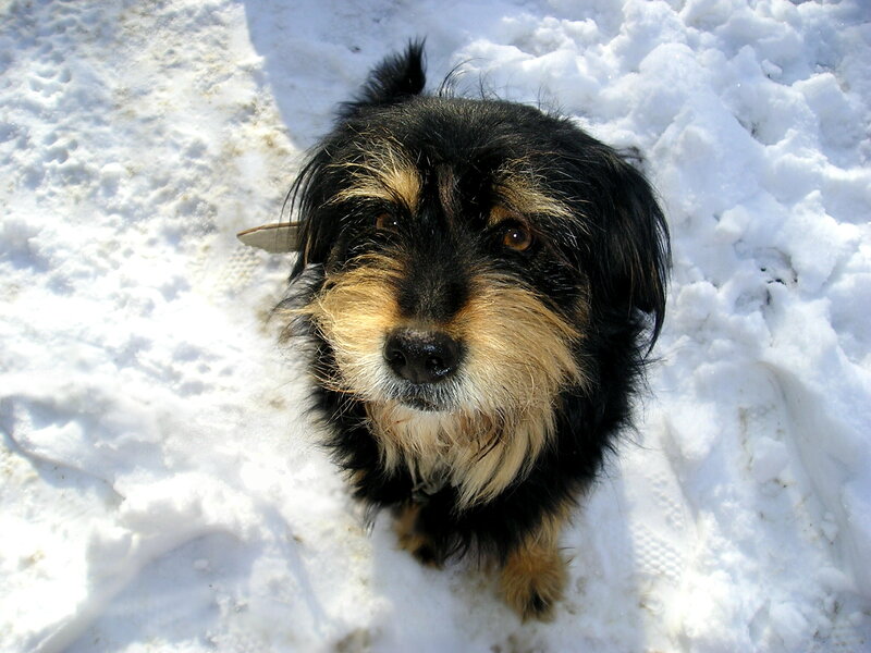 Small Black and Tan Dog — Calm, Winter