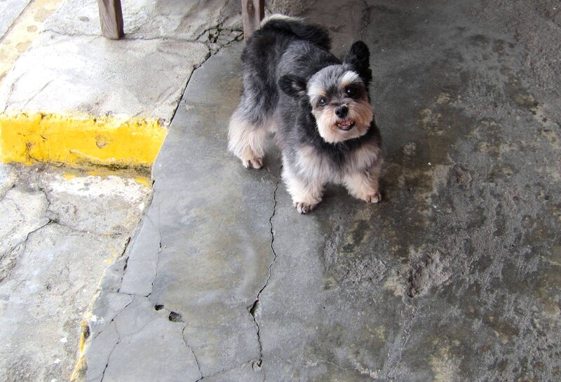 Small Black and Tan Dog — Gray