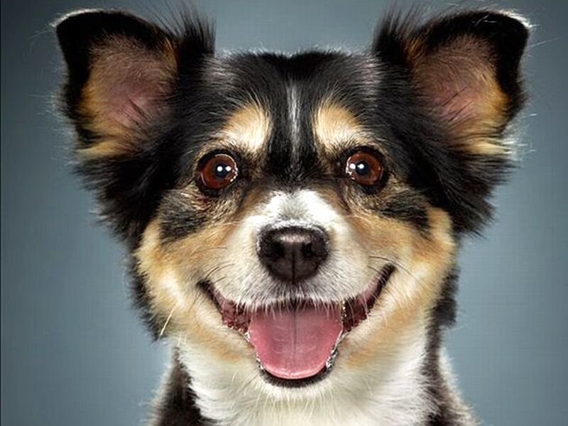 Small Black and Tan Dog