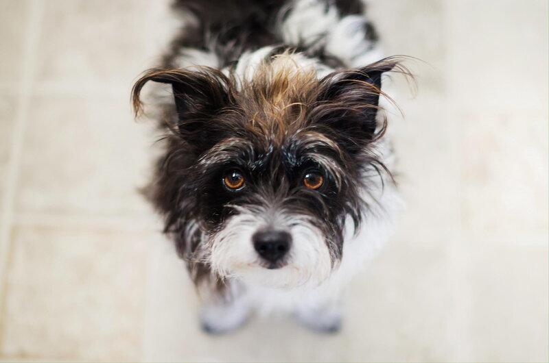 Small Black and White Dog — Calm