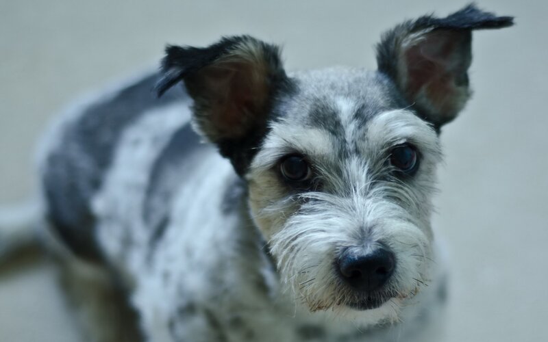 Small Black and White Dog — Gray