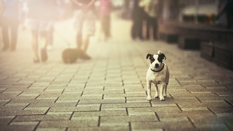 Small Black-and-white Dog — White, Calm