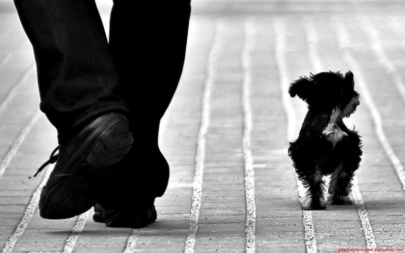 Small Black Dog Walking