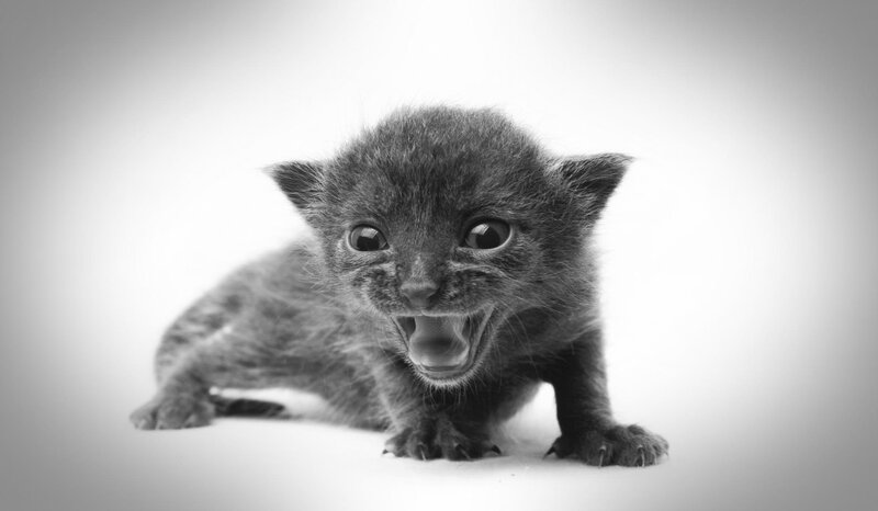 Small Black Kitten
