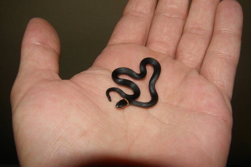 small black snake in hand