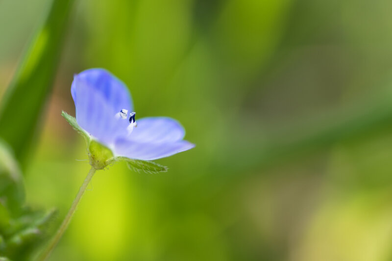 Small Blue Flower