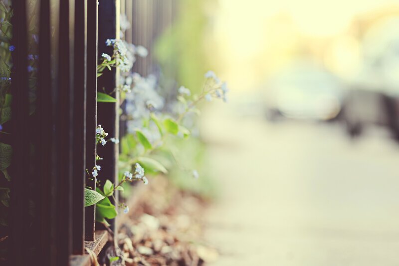 Small Blue Flowers — Serene, Afternoon