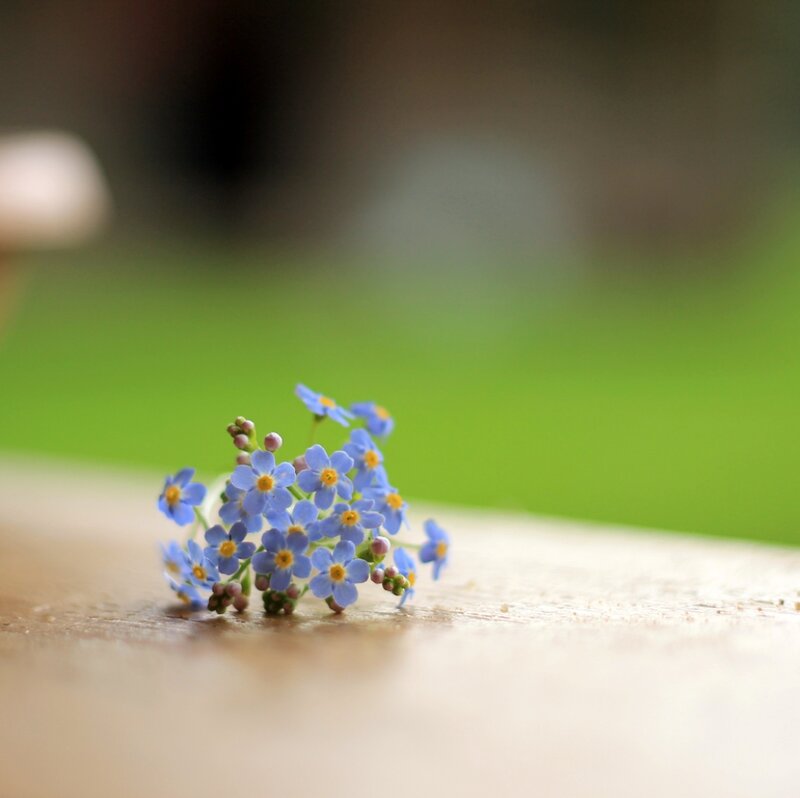 Small Blue Flowers — Serene