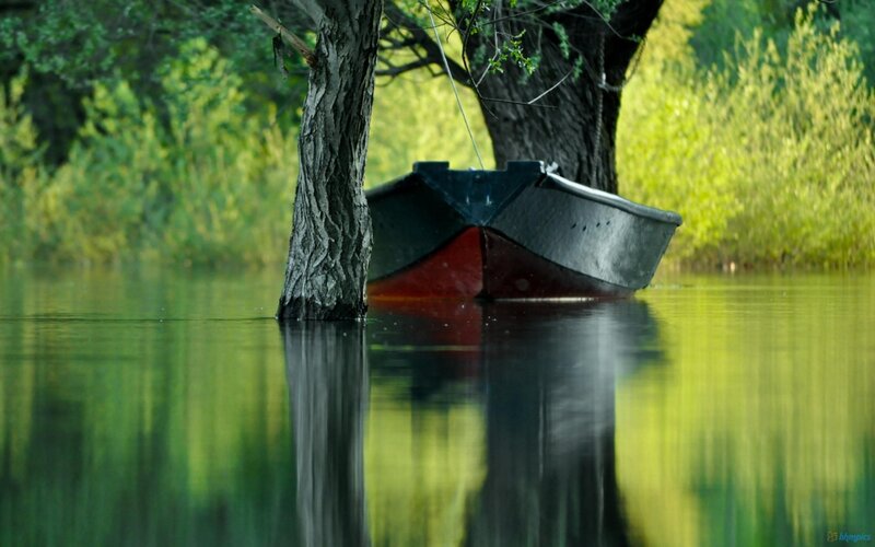 Small Boat by Tree