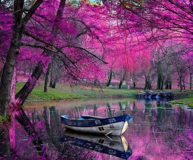Small Boat in Pond — Purple