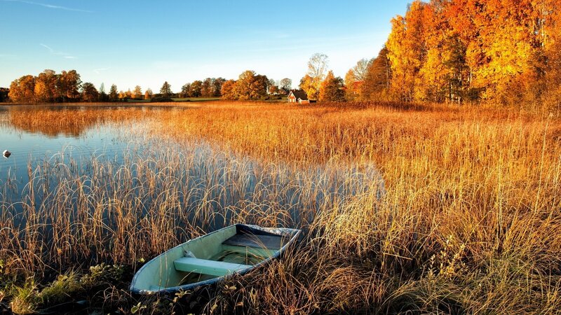 Small Boat in Reeds — Gold, Serene