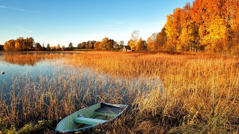 Small Boat in Reeds — Gold