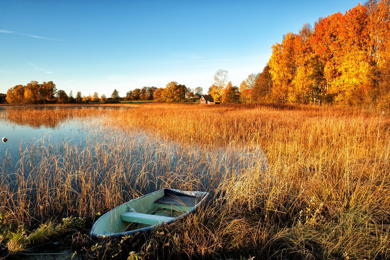 Small Boat in Reeds