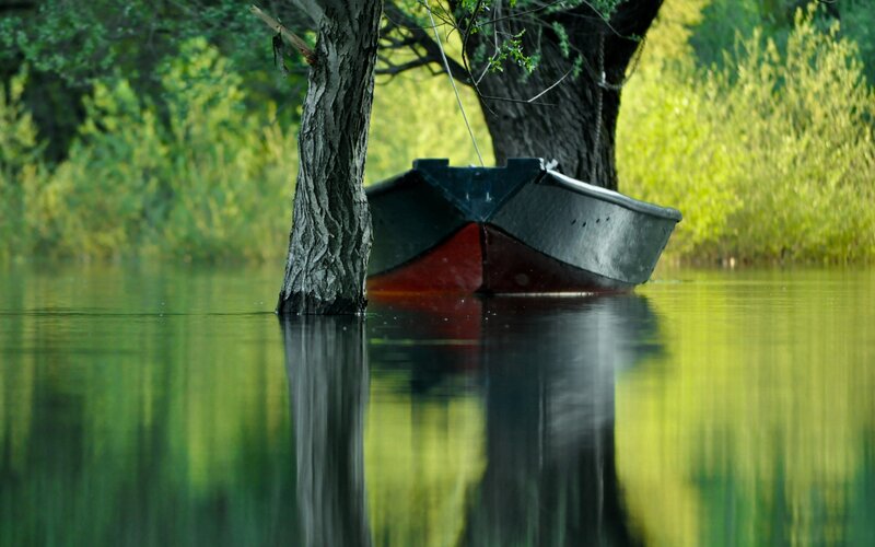 Small Boat under Tree
