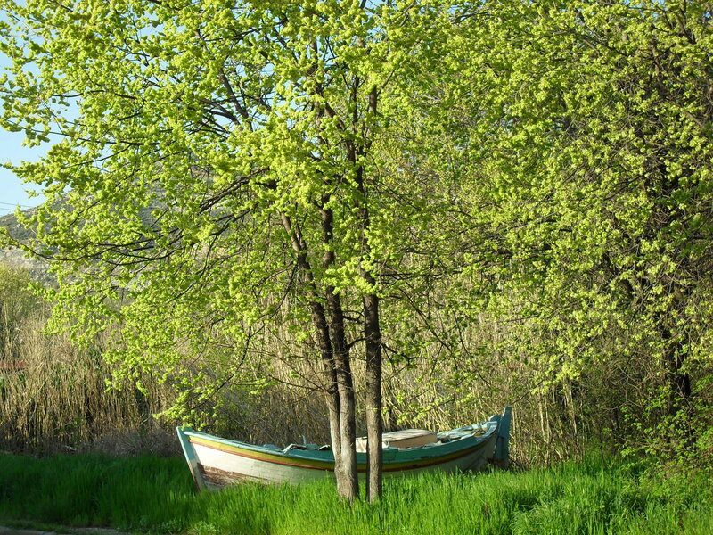 Small Boat under Trees