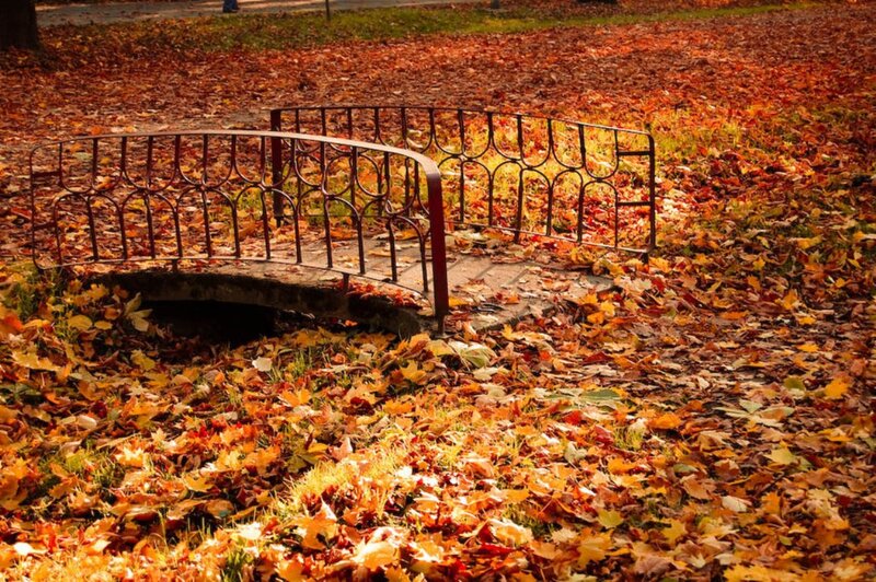 Small Bridge in Park