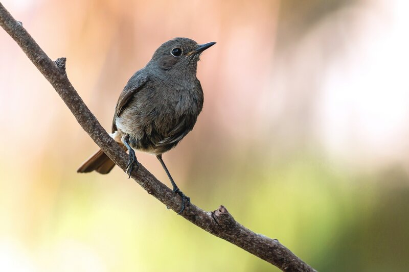 Small Brown Bird — Calm, Afternoon, Photograph, Branch